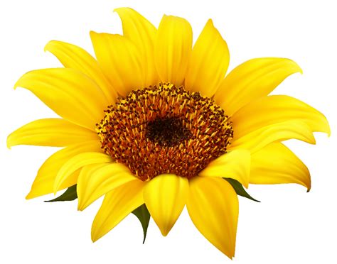 Free illustrations for download and use in your next project. . Realistic sunflowers clipart